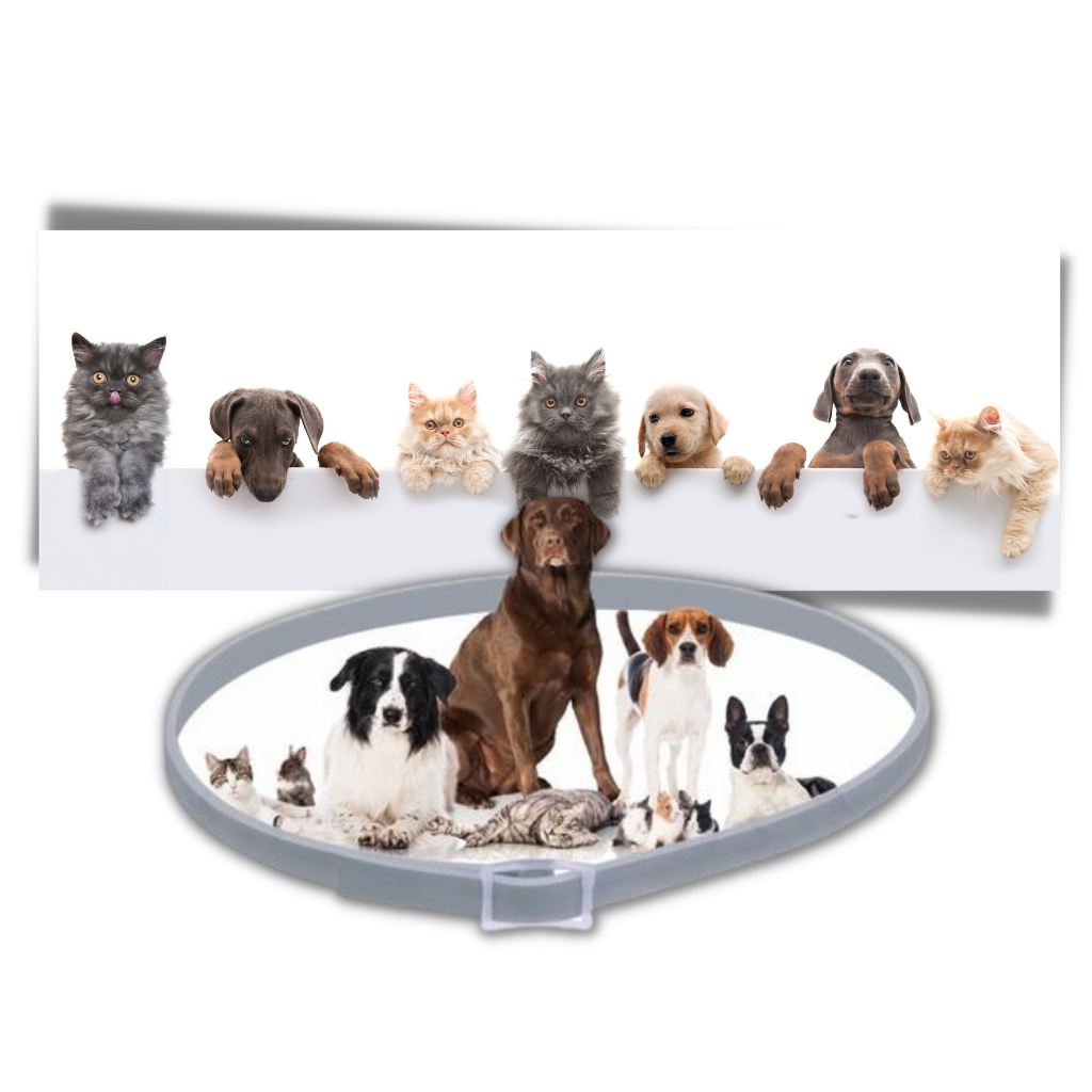 Collier anti-puces pour animaux de compagnie