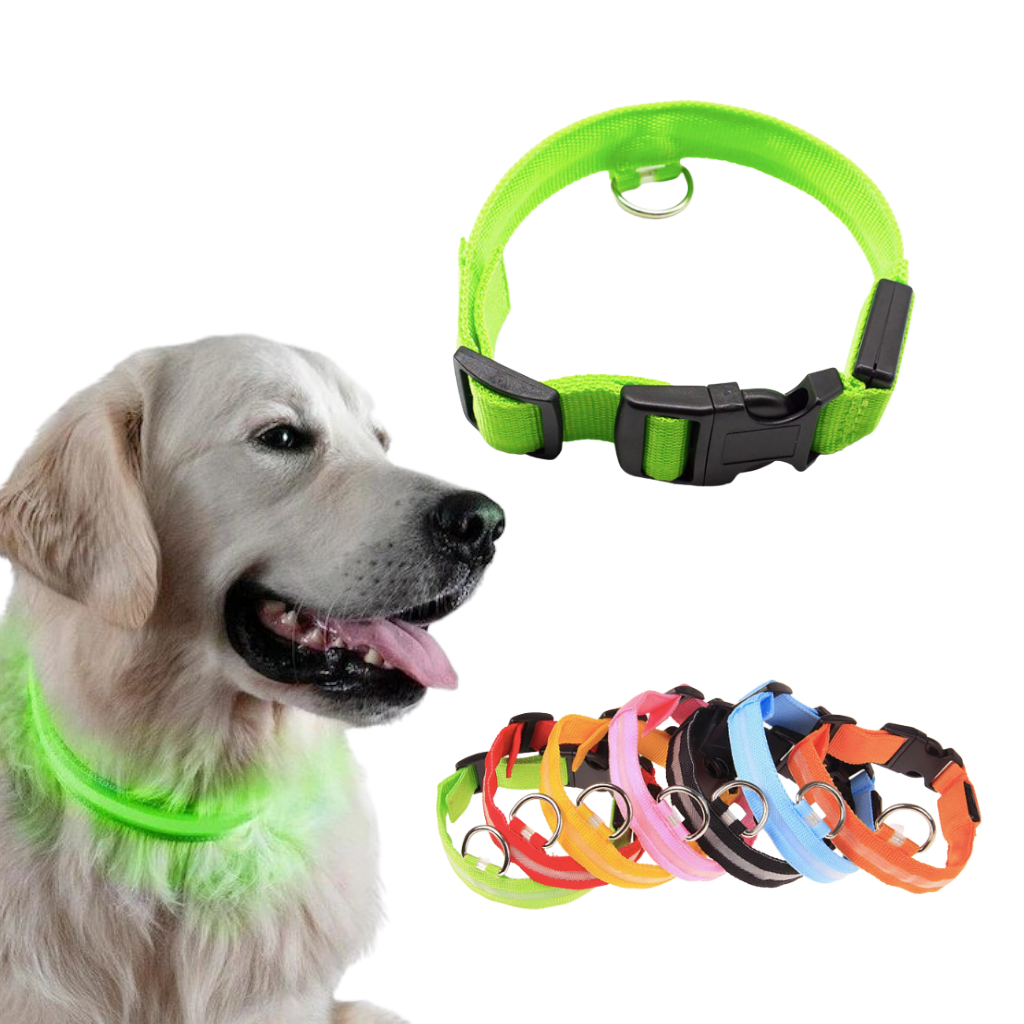 Collier lumineux pour animaux rechargeable par USB
