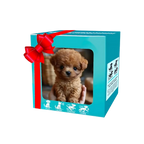 Adorable robot chaton/chiot