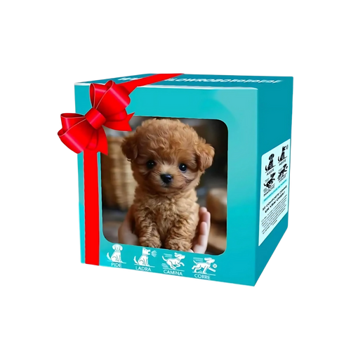 Adorable robot chaton/chiot