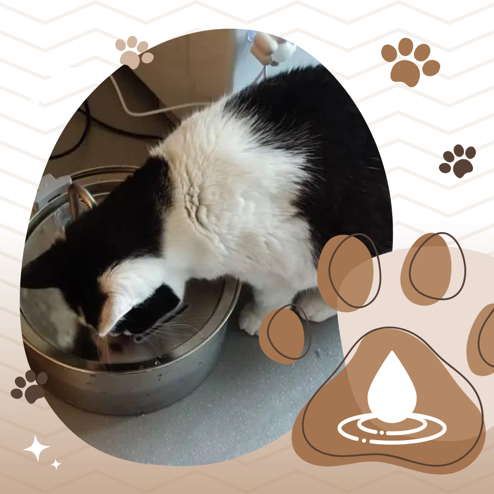 Fontaine pour chats à grande capacité