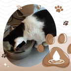 Fontaine pour chats à grande capacité