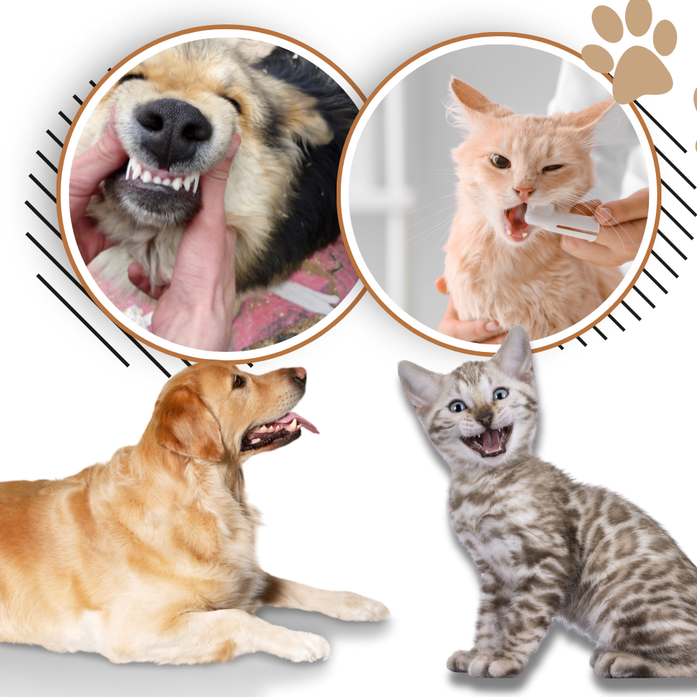 Gel de réparation buccale naturel pour animaux