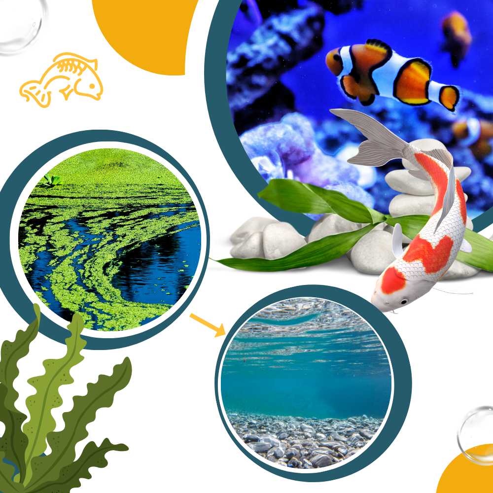 Produit anti-algues préventif pour aquarium